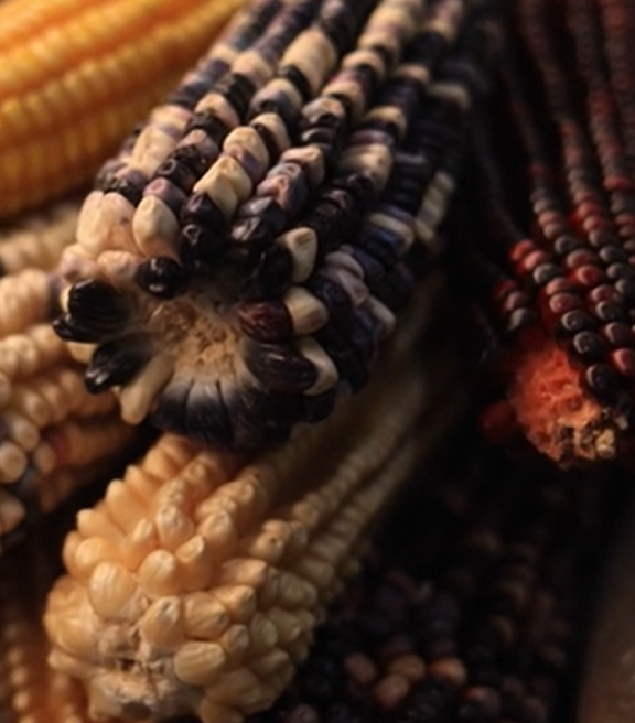 Un empilement d'épis de maïs de couleurs différents et débarrassés de leurs feuilles